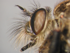 Didysmachus picipes - head - lateral