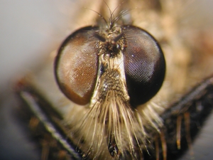 Didysmachus picipes - head - frontal