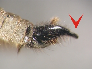 Abb. 3: Dysmachus fuscipennis: Hypopygium lateral