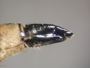 Fig. 4: Dysmachus fuscipennis: Ovipositor lateral