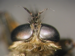 Dysmachus fuscipennis - head - dorsal