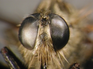 Dysmachus fuscipennis - head - frontal