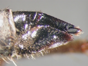 Fig. 4: Dysmachus praemorsus: Ovipositor