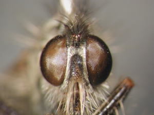 Dysmachus praemorsus - head - frontal