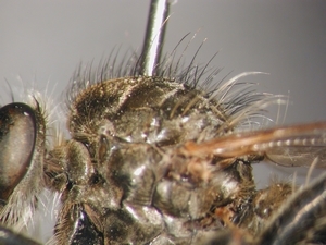 Dysmachus trigonus - Thorax - lateral