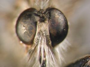 Dysmachus trigonus - head - frontal