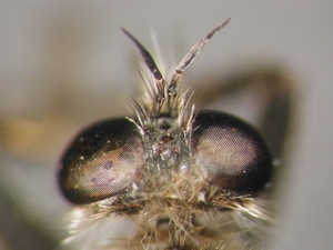 Dysmachus trigonus - head - dorsal