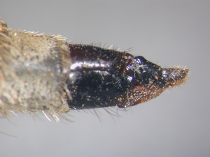 Echthistus rufinervis - Ovipositor - lateral