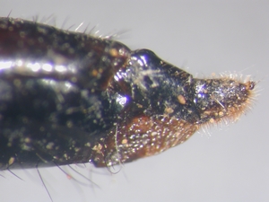 Echthistus rufinervis - Ovipositor - lateral