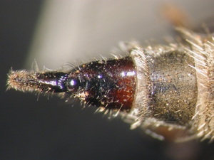 Echthistus rufinervis - Ovipositor - dorsal