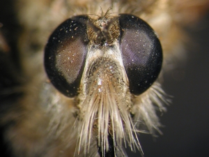 Echthistus rufinervis - head - frontal