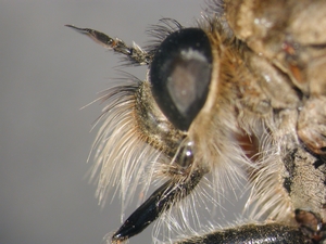 Echthistus rufinervis - Kopf - lateral