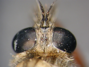 Echthistus rufinervis - head - dorsal