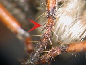 Fig. 1: Echthistus rufinervis: Tarsen