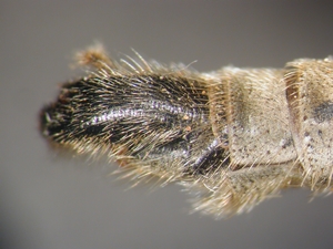 Echthistus rufinervis - Hypopygium - lateral