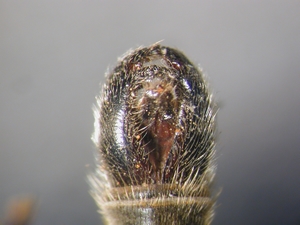 Echthistus rufinervis - Hypopygium - dorsal