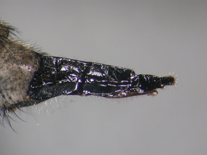 Erax barbatus - Ovipositor - lateral