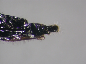 Erax barbatus - Ovipositor - lateral