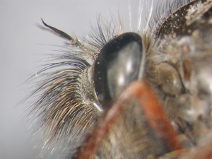 Erax barbatus - head - lateral