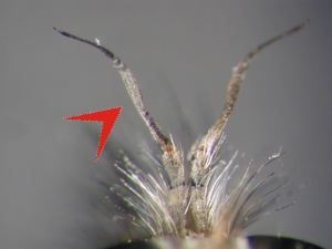 Fig. 36: Erax barbatus: Antenna