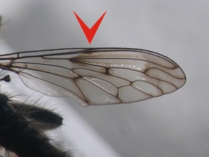 Fig. 35: Erax barbatus: Wing