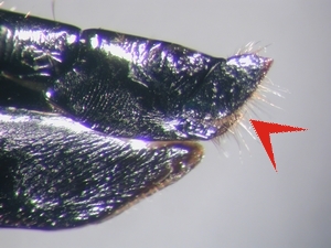 Fig. 44: Eutolmus rufibarbis: Ovipositor lateral