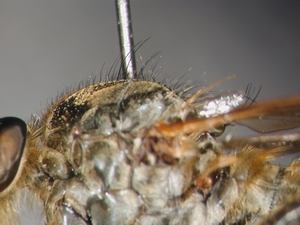 Eutolmus rufibarbis - Thorax - lateral