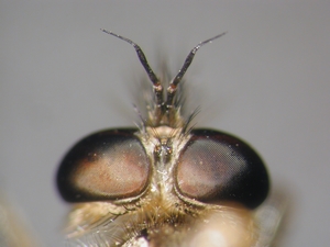 Eutolmus rufibarbis - Kopf - dorsal