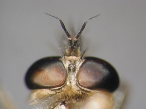 Eutolmus rufibarbis - head - dorsal