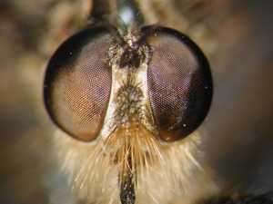 Eutolmus rufibarbis - Kopf - frontal