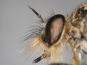 Eutolmus rufibarbis - head - lateral