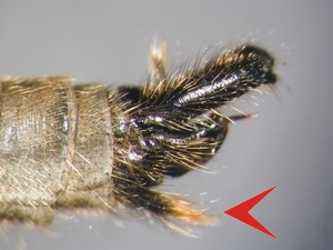 Eutolmus rufibarbis - Hypopygium - lateral