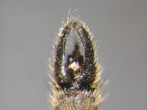 Eutolmus rufibarbis - Hypopygium - dorsal
