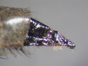 Machimus arthriticus - Ovipositor - lateral