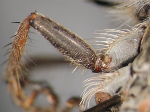 Machimus arthriticus - Femur - front leg