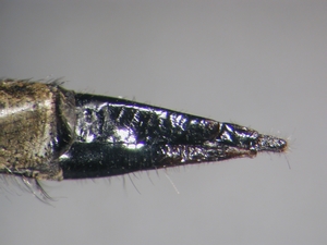 Fig. 45: Machimus chrysitis: Ovipositor lateral