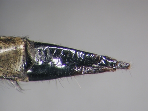 Machimus chrysitis - Ovipositor - lateral