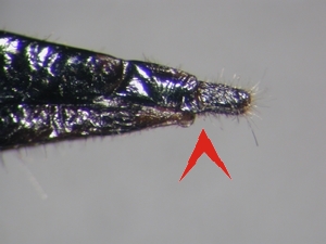 Machimus chrysitis - Ovipositor - lateral