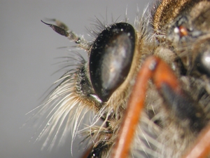 Machimus chrysitis - head - lateral