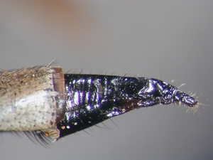 Machimus cyanopus - Ovipositor - lateral