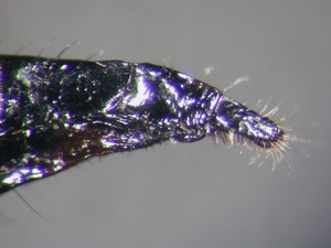 Machimus cyanopus - Ovipositor - lateral