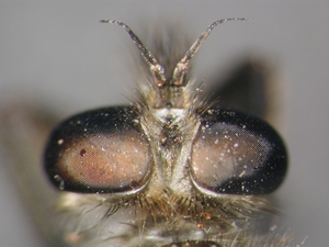 Machimus cyanopus - head - dorsal