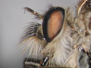 Machimus cyanopus - head - lateral