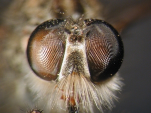 Machimus cyanopus - head - frontal