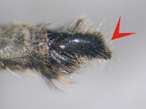 Abb. 22: Machimus gonatistes: Hypopygium lateral