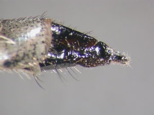 Machimus rusticus - Ovipositor - lateral