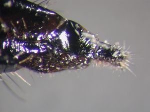 Machimus rusticus - Ovipositor - lateral