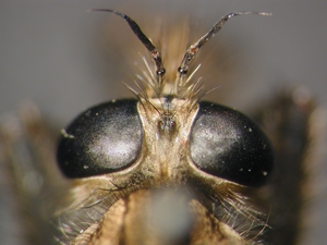 Machimus rusticus - head - dorsal