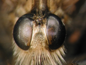 Machimus rusticus - head - frontal