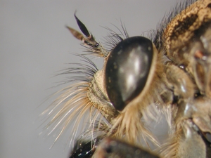 Machimus rusticus - head - lateral